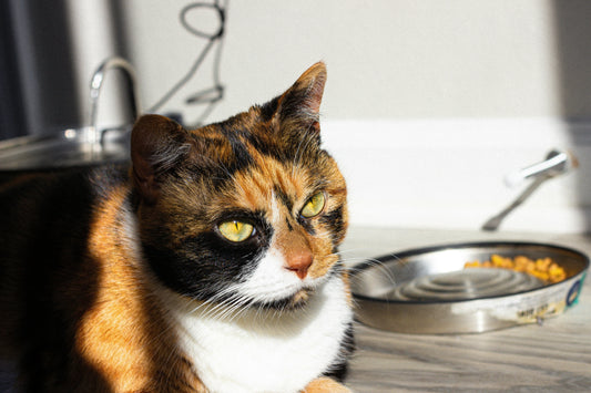 Calico cat sitting next to a silver metal food bowl, wholesale sublimation pet bowl blanks for custom cat gifts from Photo USA