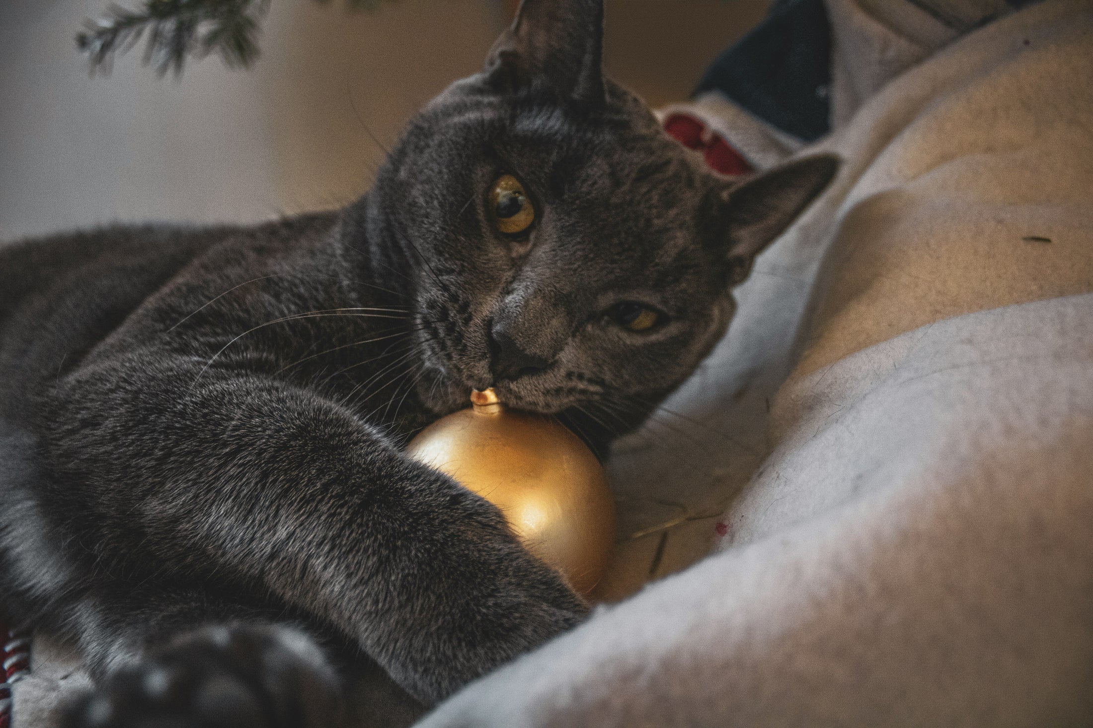 Gray cat curled up with a gold Christmas ornament, a holiday pet gift idea for Friendsmas from Photo USA wholesale sublimation blanks